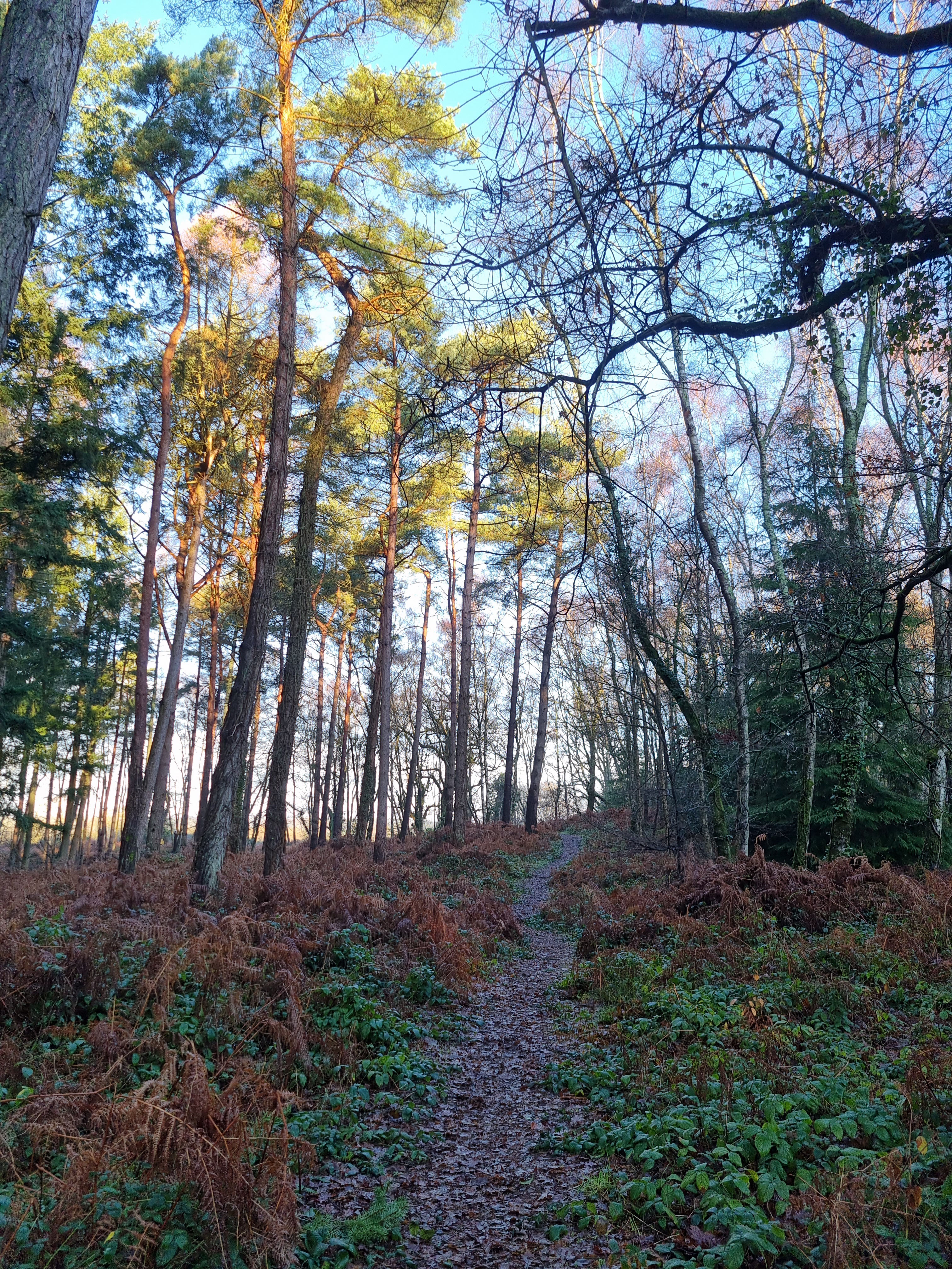 Sycamoretrees.co.uk